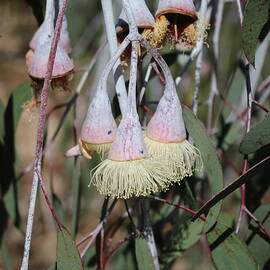 Eucalypt Trees Or Buds Or Seeds Or Leaves Or Flowers  In Australia