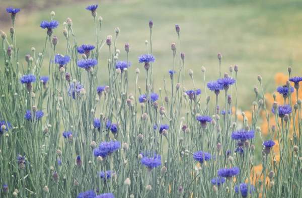 Flower Field Magic Online Art Contest | Pixels