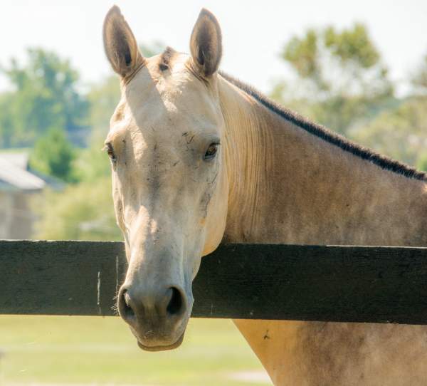 Horse Pony Equine