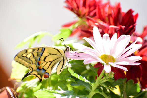 Last butterfly  before the winter 