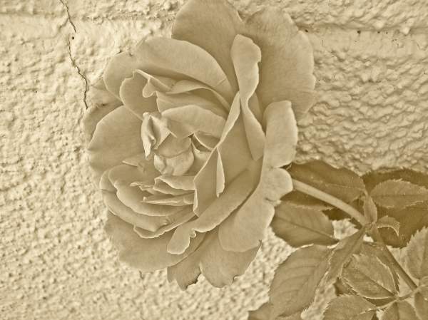LIGHT TONE - SEPIA only photography