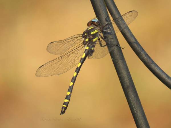 Mystical Magical Dragonflies - Art or Photography - Color - 3 Images