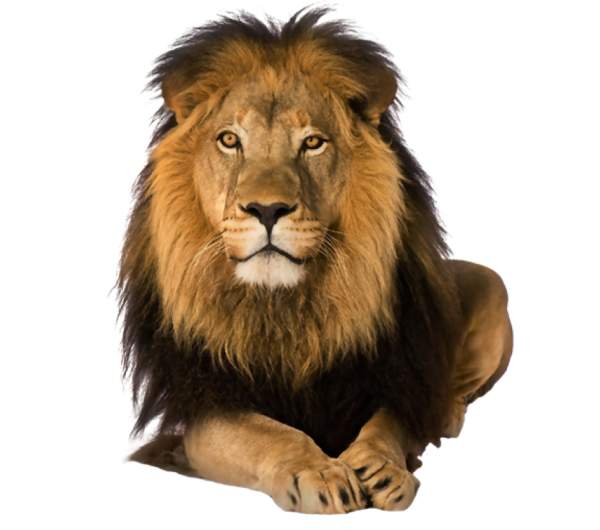 Photography- Male Lion Facing Forward - No Profiles