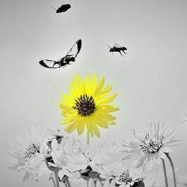 SELECTIVE COLOR artwork with YELLOW ONLY