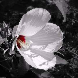 Selective Color Only - One Flower