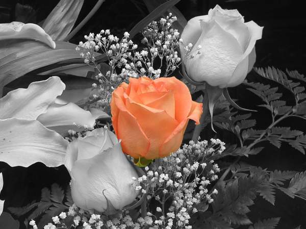 Selective Color Photo -one Rose In A Black And White Background