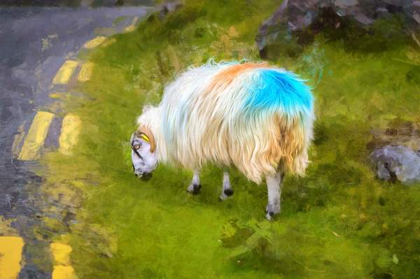 Sheep Photography