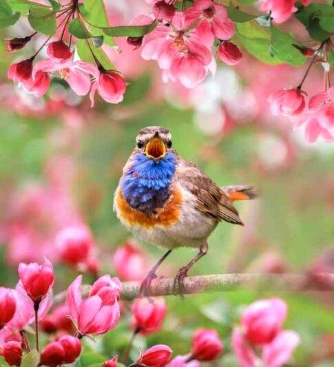 SPRING is Coming - Color - One Image