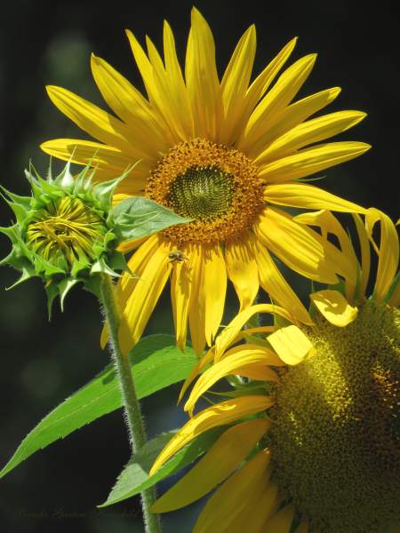 SUNFLOWERS - 3 of Your Best and Brightest - Color Photography