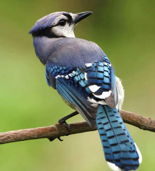 True Blue Birds Online Art Contest | Pixels