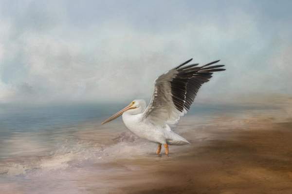 Wingspan Wonder  Pelican