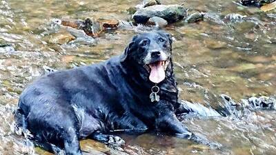 Blessing Of The Animals