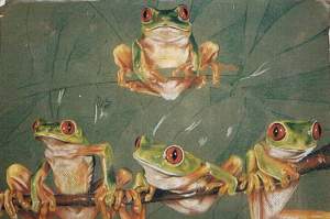 Amphibians