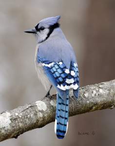 Blue Jays Only