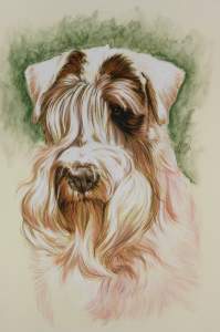 Dogs - Terrier Breed