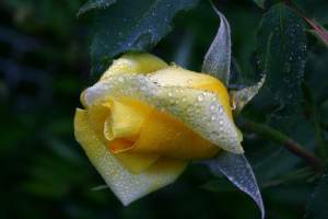 Single Rose