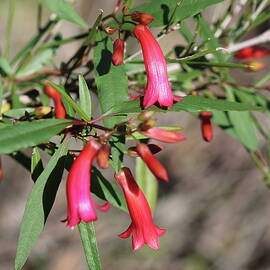 Wildflowers And Native Plants In Australia - Photography Only