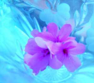 Your Dolls       Soft Toys Or Flowers