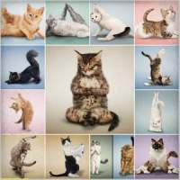Katze Katze