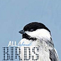 All about Birds