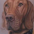 Pet portraits and animals in coloured pencil