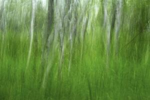 Mastering The Art Of Intentional Camera Movement By Juergen Roth Published By Apogee Photo Magazine Mastering The Art Of Intentional Camera Movement By Juergen Roth Published By Apogee Photo Magazine