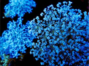 Natural Art Works And Blue Wildflowers Natural Art Works And Blue Wildflowers