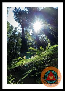 Avenue Of The Giants Redwood Trees California Framed Print By Wingsdomain Art And Photography Avenue Of The Giants Redwood Trees California Framed Print By Wingsdomain Art And Photography