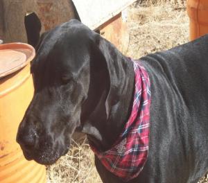 Sabbath The Great Dane Sabbath The Great Dane